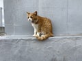 Cat in Setouchi Triennale